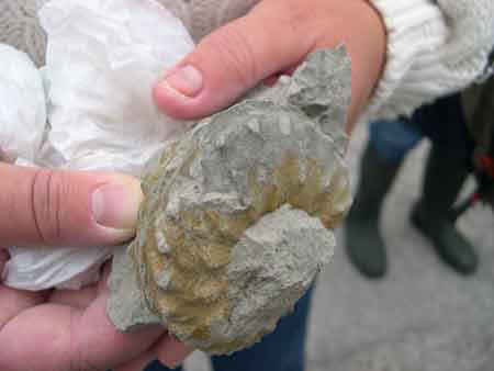 Ammonite du crétacé du cap Blanc-Nez qui nécessitera un long et minutieux dégagement