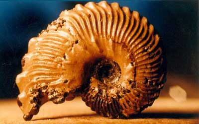 Articles Sur La Geologie Les Mineraux Les Fossiles Les Volcans Articles Sur La Geologie Les Mineraux Les Fossiles Les Volcans