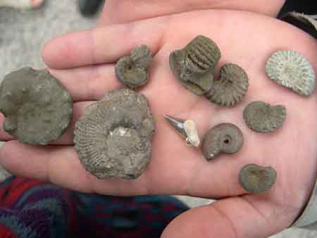 Ammonites en pyrite du cap Blanc-Nez, nécessitant d'être protégées de l'oxydation par traitement chimique