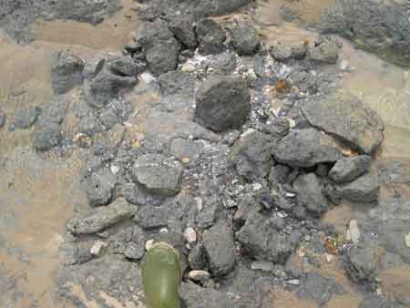 Roches crétacées riche en fossiles roulées par la mer