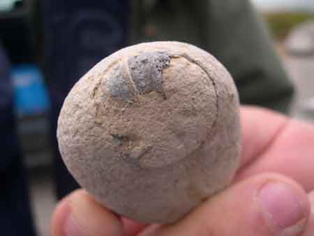Oursin fossile usé dans un galet de craie roulé par la mer