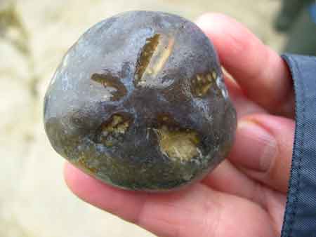 Oursin fossile ramassé sur l'estran