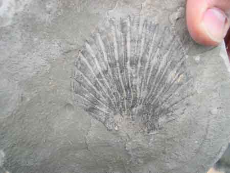Bloc à pecten (fossile) ramassé sur l'estran