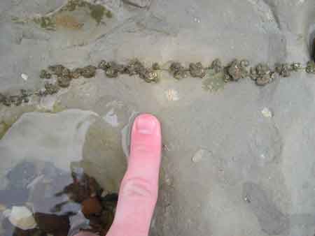 Pyrite dans la craie cénomanienne du cap Blanc-Nez