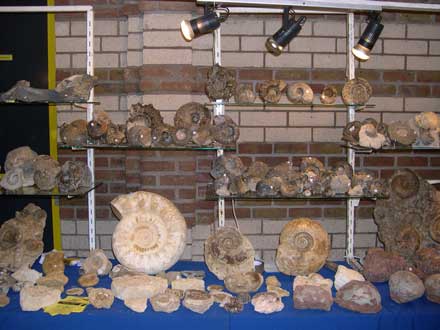 Ammonites et autres fossiles.