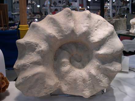 Ammonite fossile.