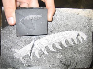 Un Aysheaia fossile de Burgess.