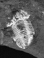 Trilobite (un fossile).